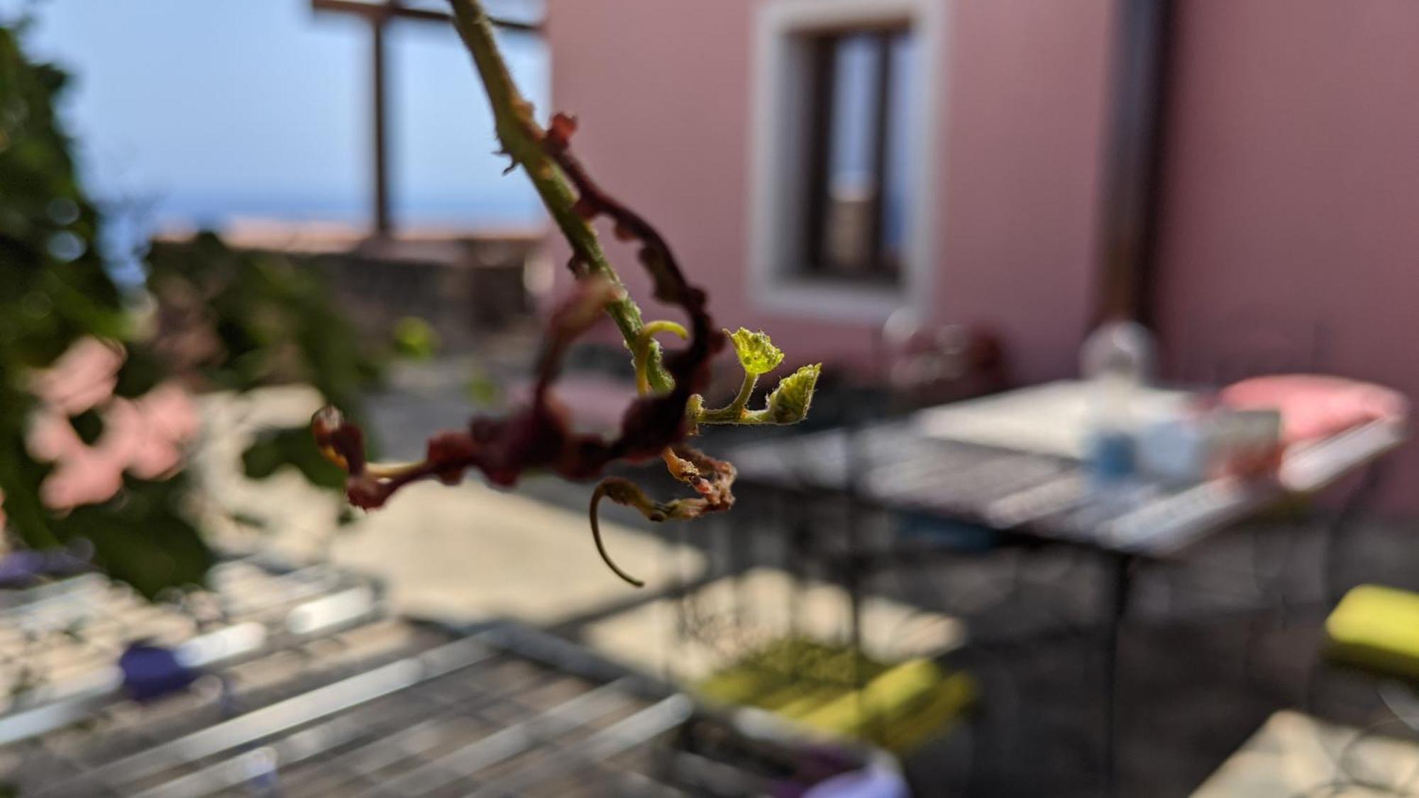 Horizon Pantelleria Bed & Breakfast Campobello Ngoại thất bức ảnh